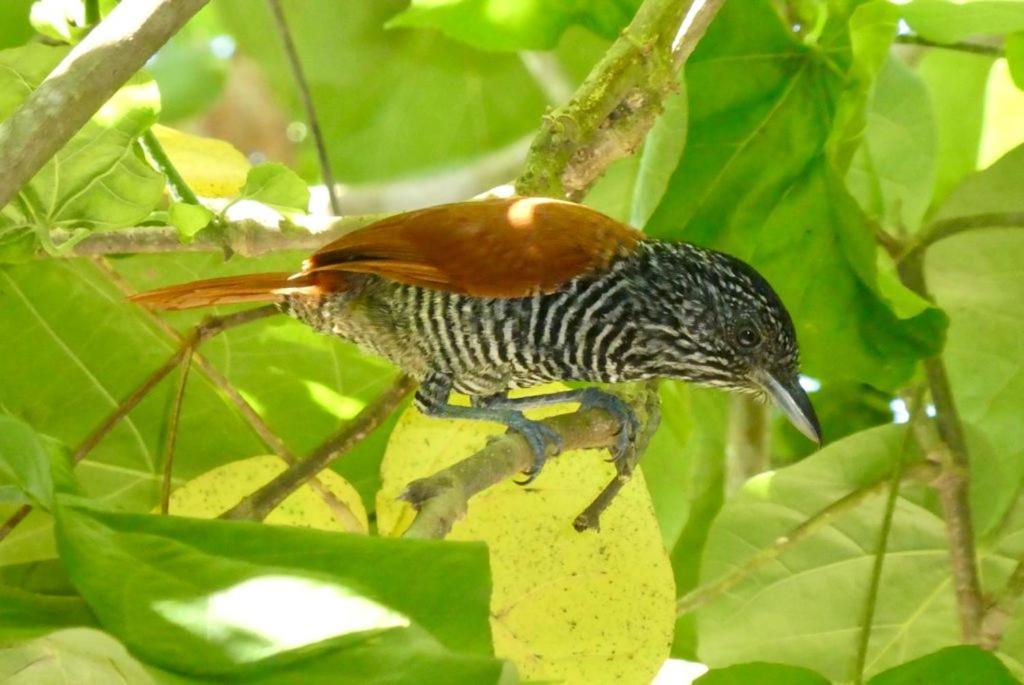 Pousada Mangue Seco Itaunas  Exterior foto